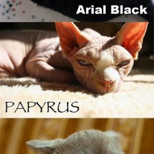 Chats et typographies : Helvetica, Arial, Comic Sans, Impact