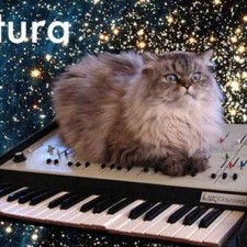 Chats Typographiques