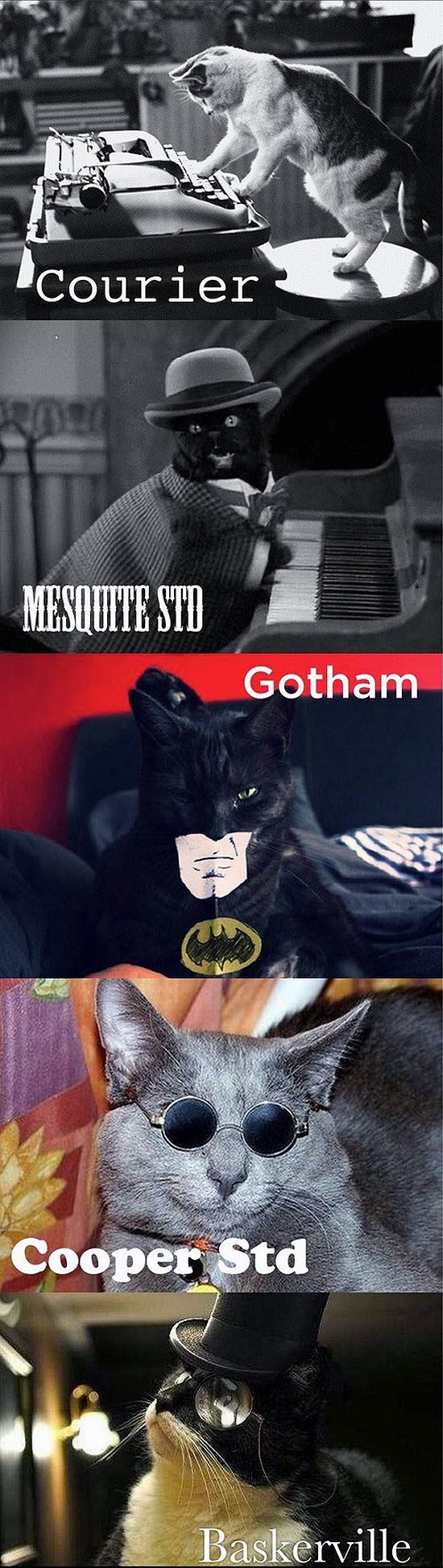 Chats et typographies : Courier, Gotham, Cooper, ...