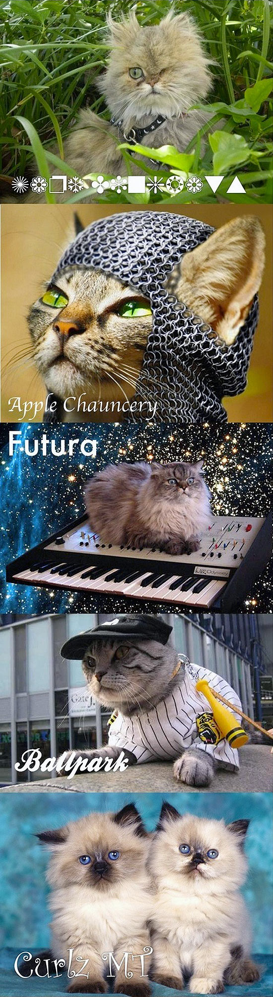 Les chats & les typos : Dings, Futura, Apple